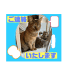 猫から挨拶（個別スタンプ：12）