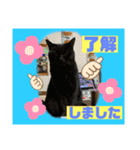 猫から挨拶（個別スタンプ：13）