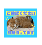 猫から挨拶（個別スタンプ：14）