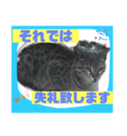 猫から挨拶（個別スタンプ：15）