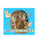 猫から挨拶（個別スタンプ：16）