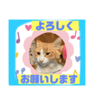 猫から挨拶（個別スタンプ：17）
