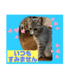 猫から挨拶（個別スタンプ：19）