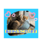 猫から挨拶（個別スタンプ：20）