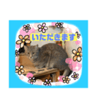猫から挨拶（個別スタンプ：21）