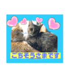 猫から挨拶（個別スタンプ：22）