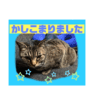 猫から挨拶（個別スタンプ：24）