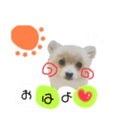 鈴木家の小次郎くん（個別スタンプ：1）