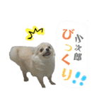 鈴木家の小次郎くん（個別スタンプ：5）