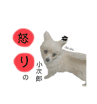 鈴木家の小次郎くん（個別スタンプ：22）