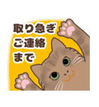 ねこばんざい 日常会話（個別スタンプ：12）