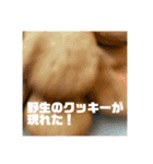 ばり使いやすいオブジアース（個別スタンプ：33）