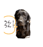 ワン友部（個別スタンプ：1）