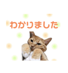 めいくーれおがっちゃんスタンプ（個別スタンプ：4）