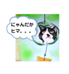 ミー介で候 其二（個別スタンプ：6）