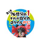 ミニチュアダックスのゆるっとラッキー④（個別スタンプ：1）