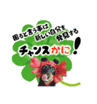 ミニチュアダックスのゆるっとラッキー④（個別スタンプ：4）