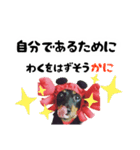ミニチュアダックスのゆるっとラッキー④（個別スタンプ：5）