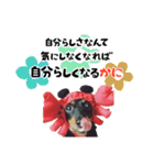 ミニチュアダックスのゆるっとラッキー④（個別スタンプ：6）
