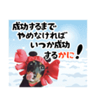 ミニチュアダックスのゆるっとラッキー④（個別スタンプ：7）