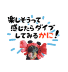 ミニチュアダックスのゆるっとラッキー④（個別スタンプ：9）