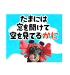 ミニチュアダックスのゆるっとラッキー④（個別スタンプ：10）