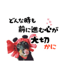 ミニチュアダックスのゆるっとラッキー④（個別スタンプ：11）