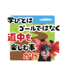 ミニチュアダックスのゆるっとラッキー④（個別スタンプ：13）