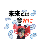 ミニチュアダックスのゆるっとラッキー④（個別スタンプ：14）