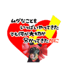 ミニチュアダックスのゆるっとラッキー④（個別スタンプ：15）