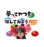 ミニチュアダックスのゆるっとラッキー④（個別スタンプ：16）