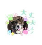 りゅうの気持ち（秋田犬）パート9（個別スタンプ：17）