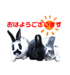 MINIREXのぱぴぷぺぽ＋（個別スタンプ：7）