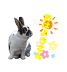 MINIREXのぱぴぷぺぽ＋（個別スタンプ：8）