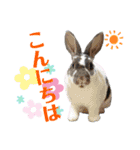 MINIREXのぱぴぷぺぽ＋（個別スタンプ：9）