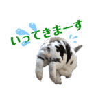 MINIREXのぱぴぷぺぽ＋（個別スタンプ：11）
