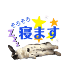 MINIREXのぱぴぷぺぽ＋（個別スタンプ：14）
