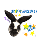 MINIREXのぱぴぷぺぽ＋（個別スタンプ：15）