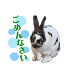 MINIREXのぱぴぷぺぽ＋（個別スタンプ：16）