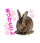 MINIREXのぱぴぷぺぽ＋（個別スタンプ：18）