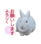 MINIREXのぱぴぷぺぽ＋（個別スタンプ：19）