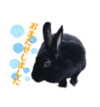 MINIREXのぱぴぷぺぽ＋（個別スタンプ：22）