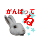 MINIREXのぱぴぷぺぽ＋（個別スタンプ：26）