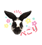 MINIREXのぱぴぷぺぽ＋（個別スタンプ：31）