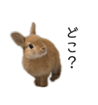 うさぎnoきなこ。（個別スタンプ：2）