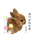 うさぎnoきなこ。（個別スタンプ：3）