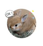 うさぎnoきなこ。（個別スタンプ：5）