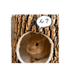 うさぎnoきなこ。（個別スタンプ：6）