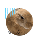 うさぎnoきなこ。（個別スタンプ：9）