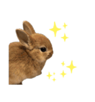 うさぎnoきなこ。（個別スタンプ：12）